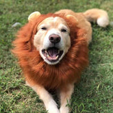Lion Costume, Costumes for Medium Large Dogs, Lion Mane, Halloween Costumes, Lion Mane for , Fits Size 19"- 29"